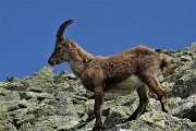 40 Stambecco si avvicina e mi osserva a pochi passi...